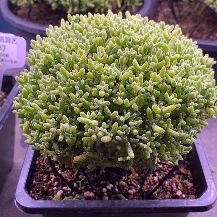 ?****911蜜橘糖球。