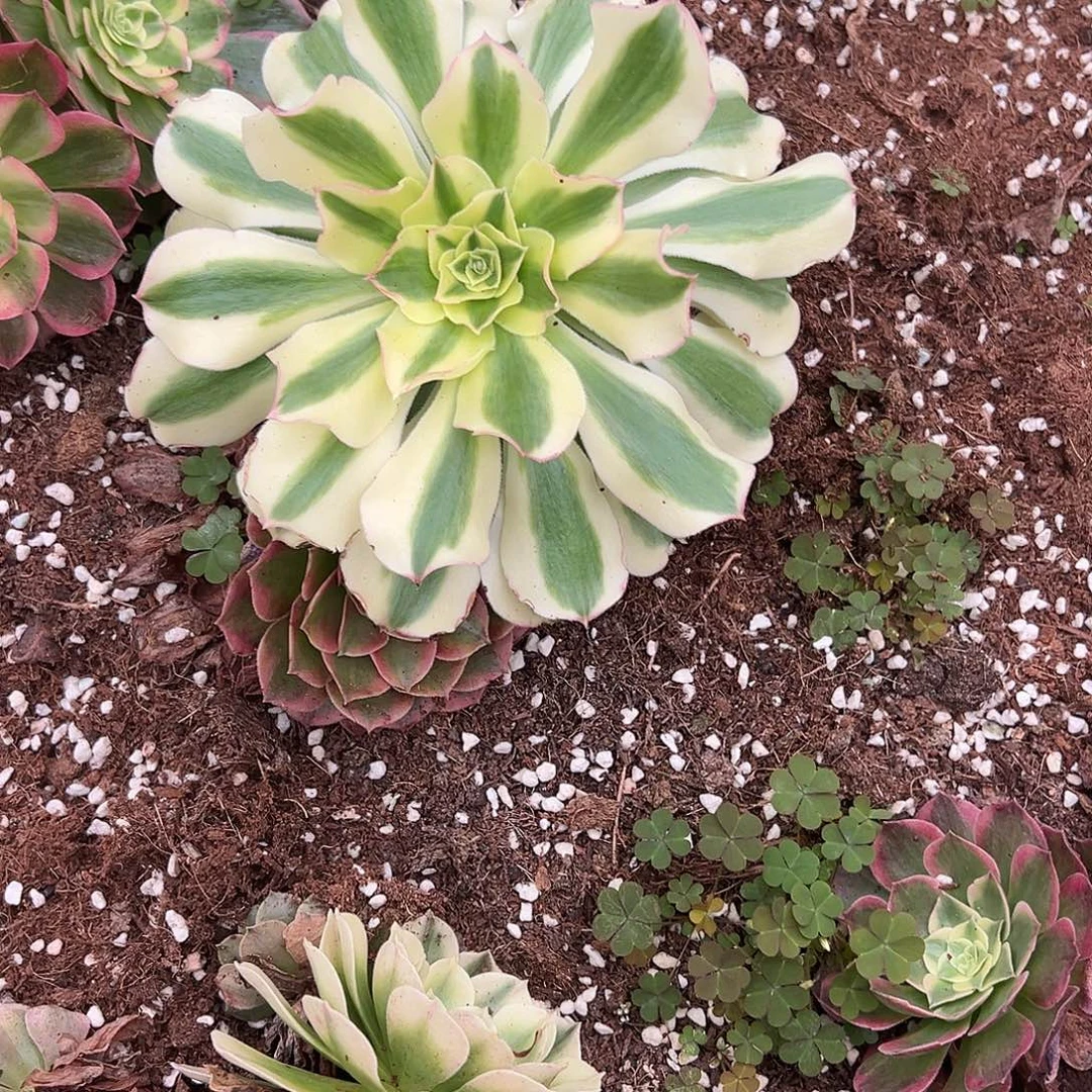 四***景精品多肉植物绿破