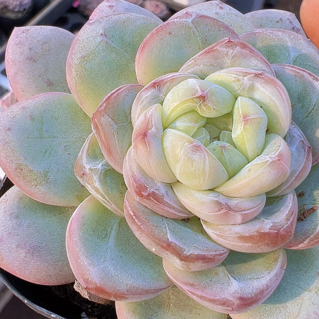 65盆大单头星星珍妮