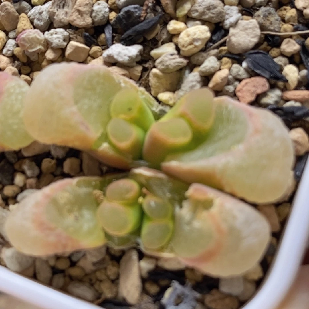 .*好看好看好看的1-0631