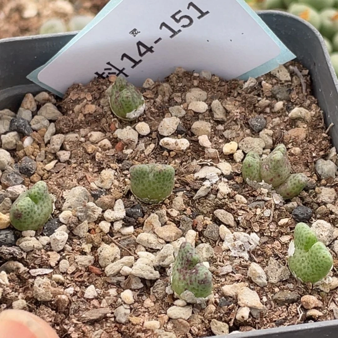 14-151鹿角斑马多肉植物