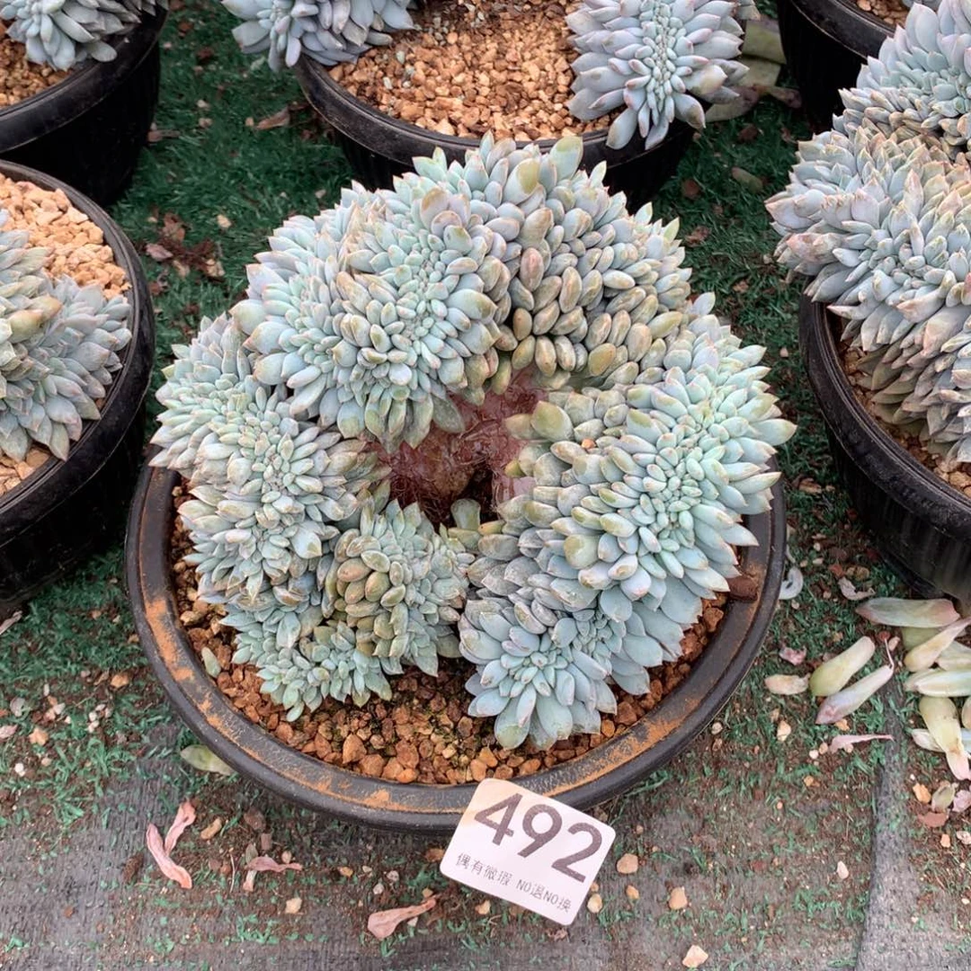 492橙子缀多肉植物