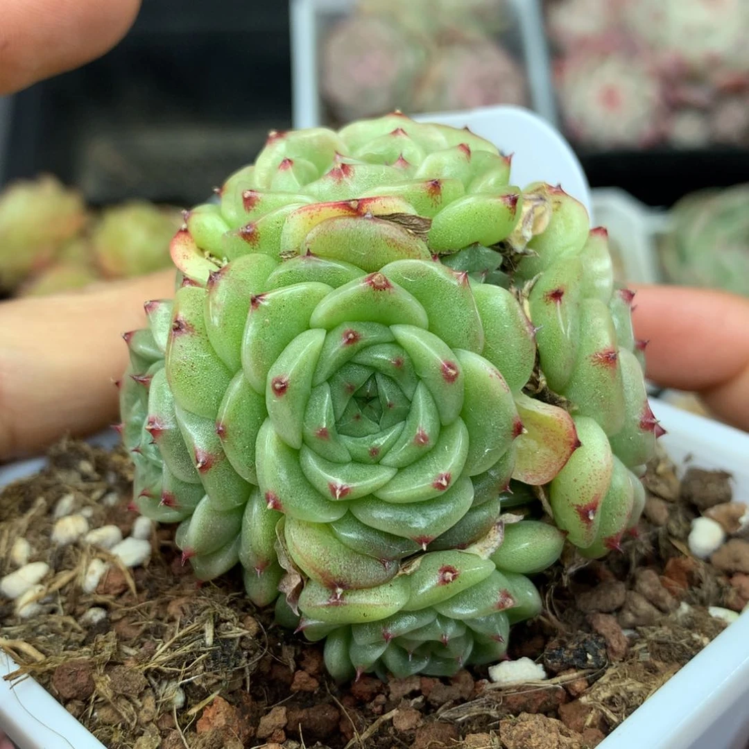 定繁珍妮麦秆群4987