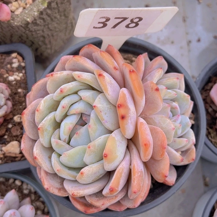 健健康康平平安安