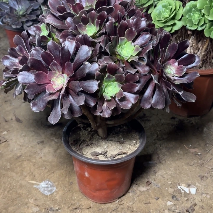 多肉植物法师噢若拉27