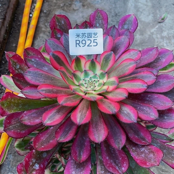 925多肉植物的生长