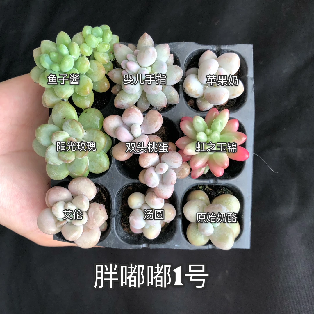 （一单包邮）胖嘟嘟套餐9颗2cm以内（比较迷你，小）