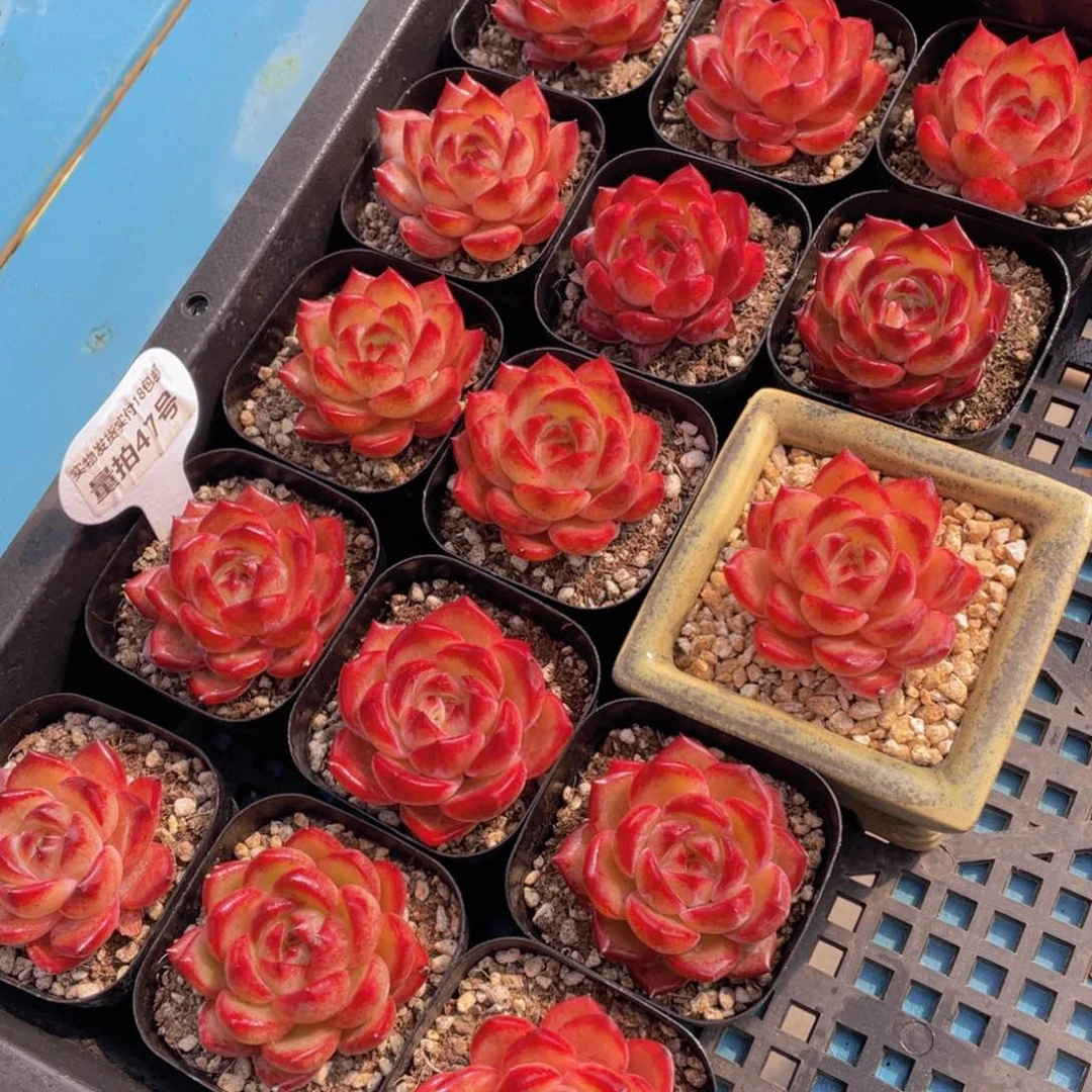 量拍47号 红体夜魔侠单头一个