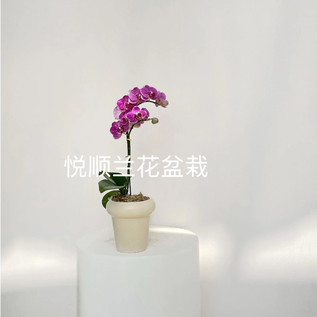 4093 蝴蝶兰 烟花 客厅 绿植花卉叶片自然开裂