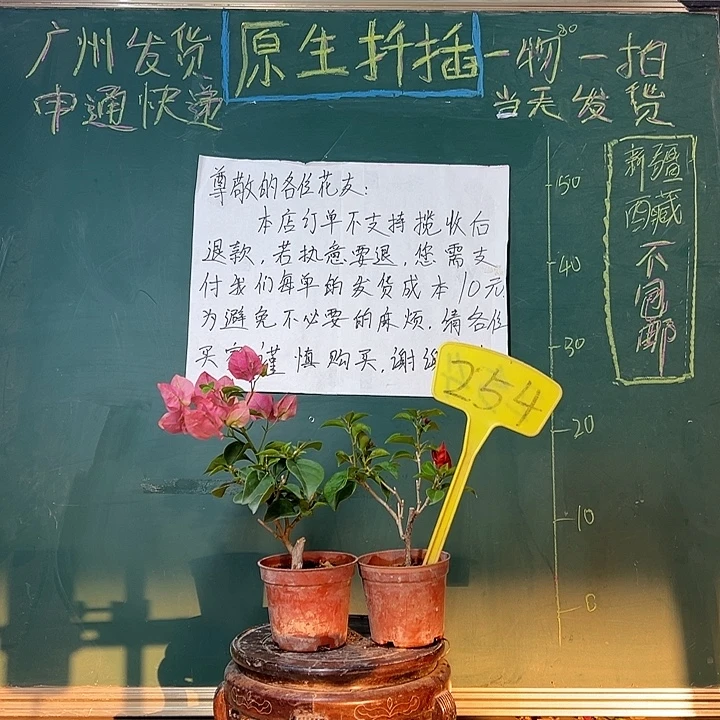 完全开放红灯笼掌中宝 绿叶水晶掌中宝254