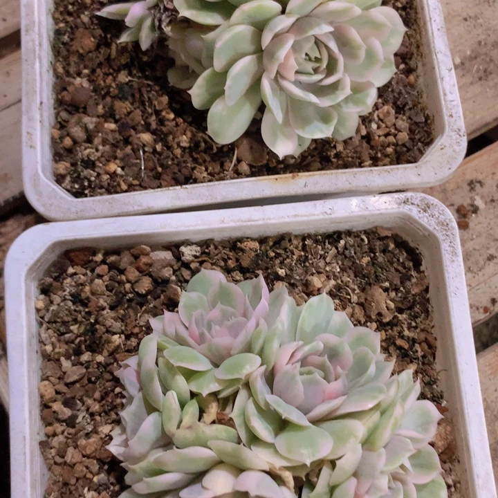 昂斯诺4头12cm左右