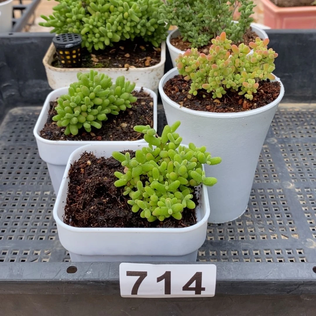 枝干番杏多肉植物714