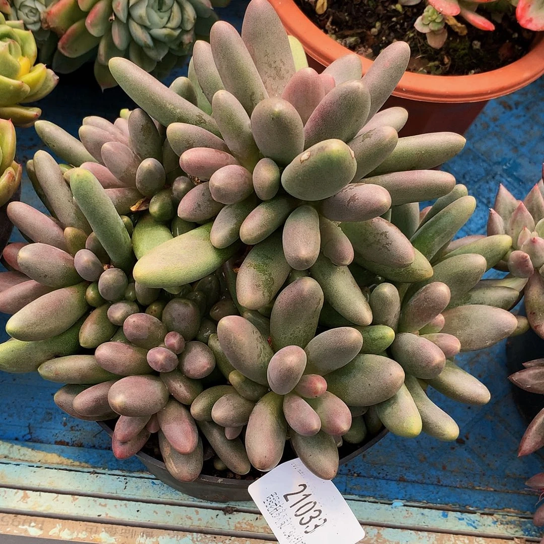 寂***喜糖果美人21033多肉多肉