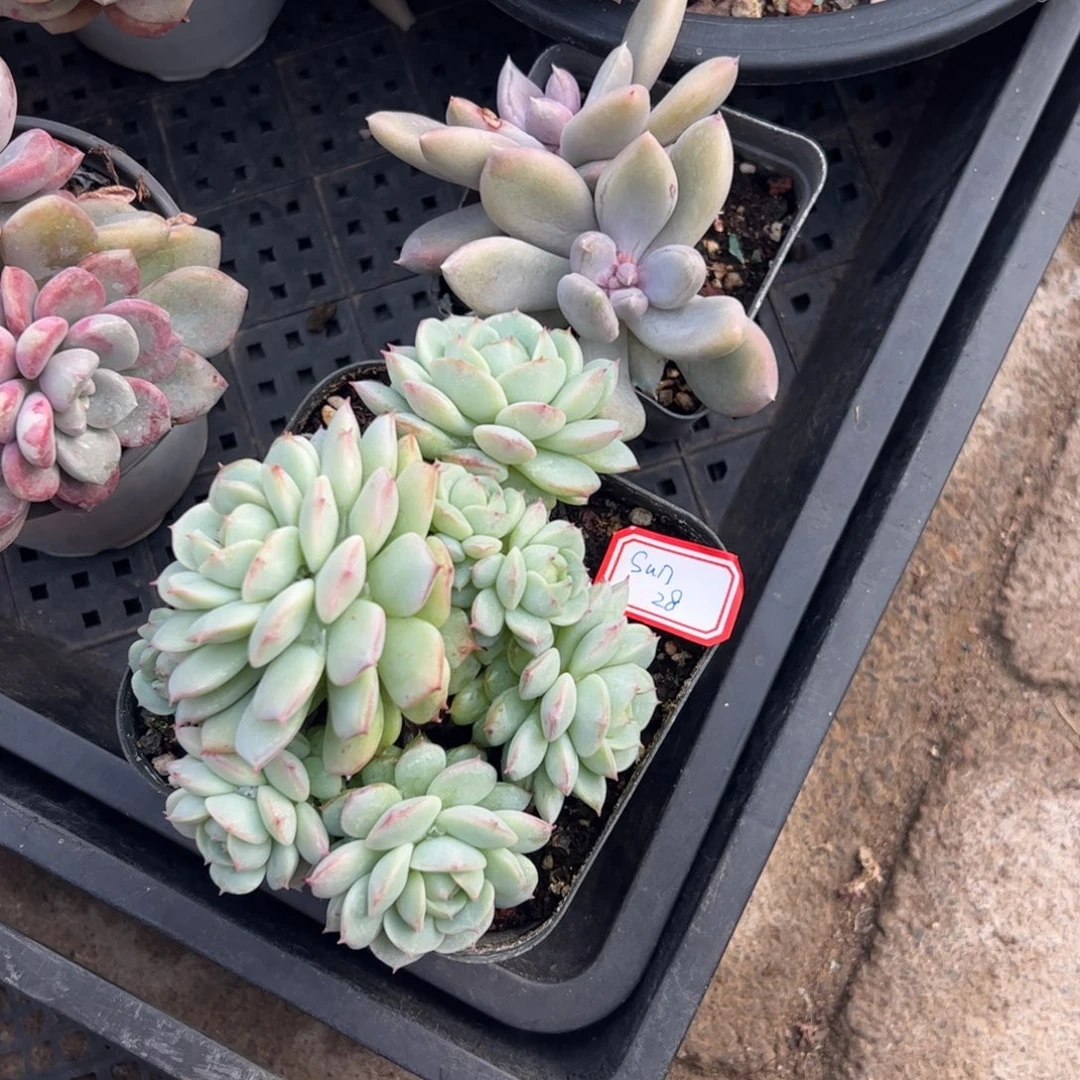 多肉植物多肉植物