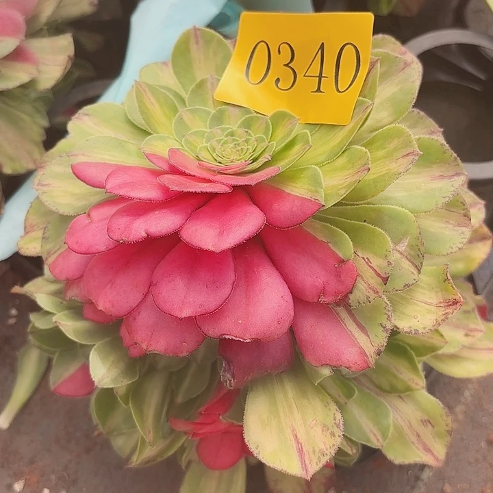 小****仔多肉植物知否0340