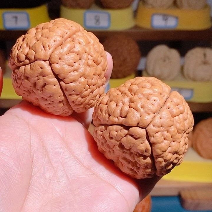 野生三瓣脑纹大金刚4850