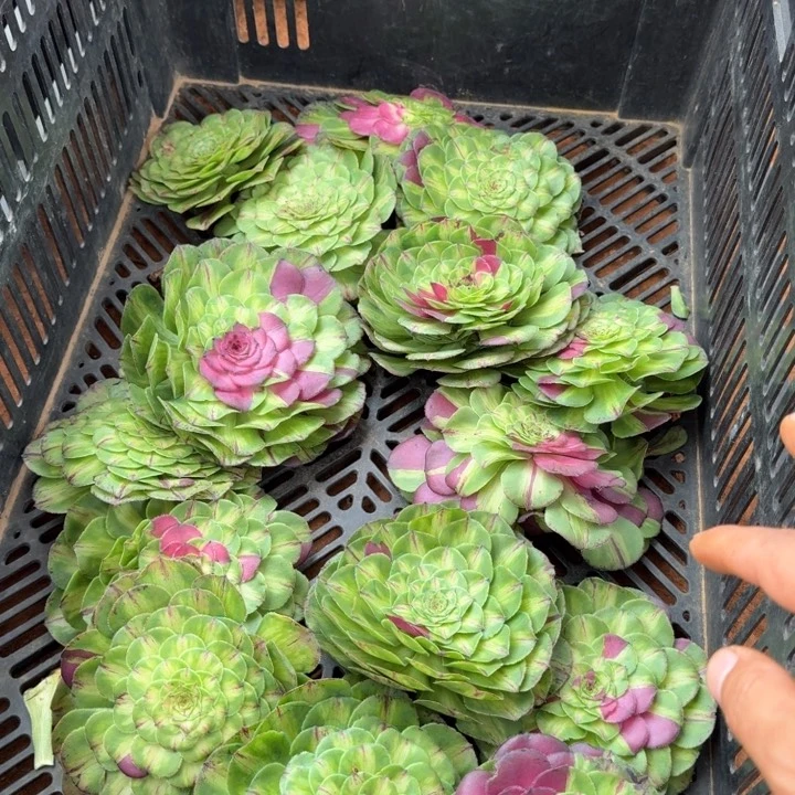 知否花脸大主头啊啊啊