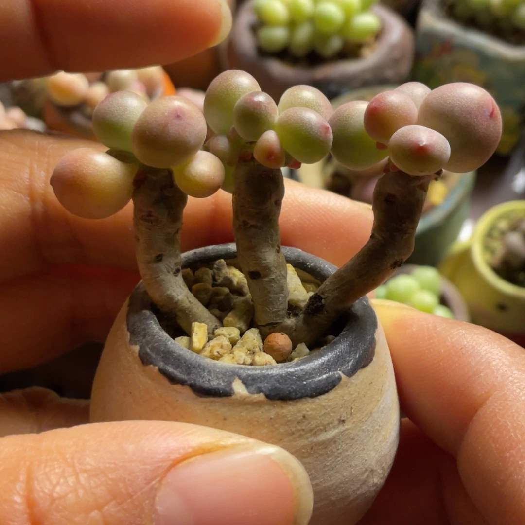 苹果奶福利一体多肉