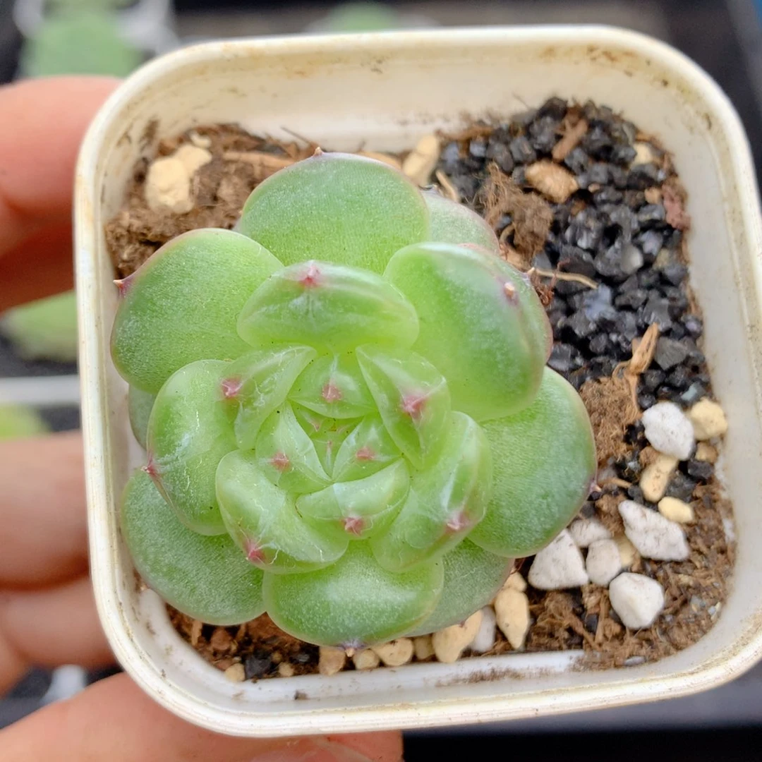 58包邮 群生不包整60