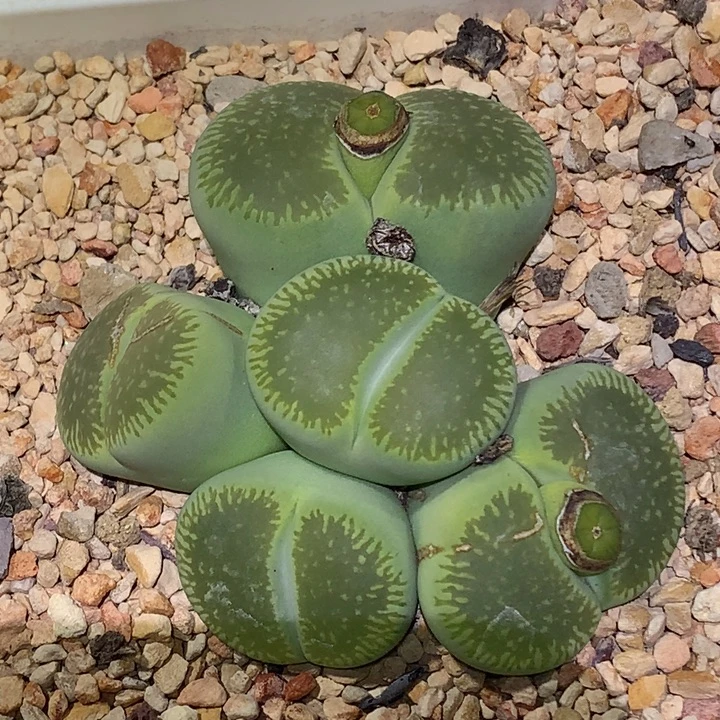 精品多肉植物精品多肉