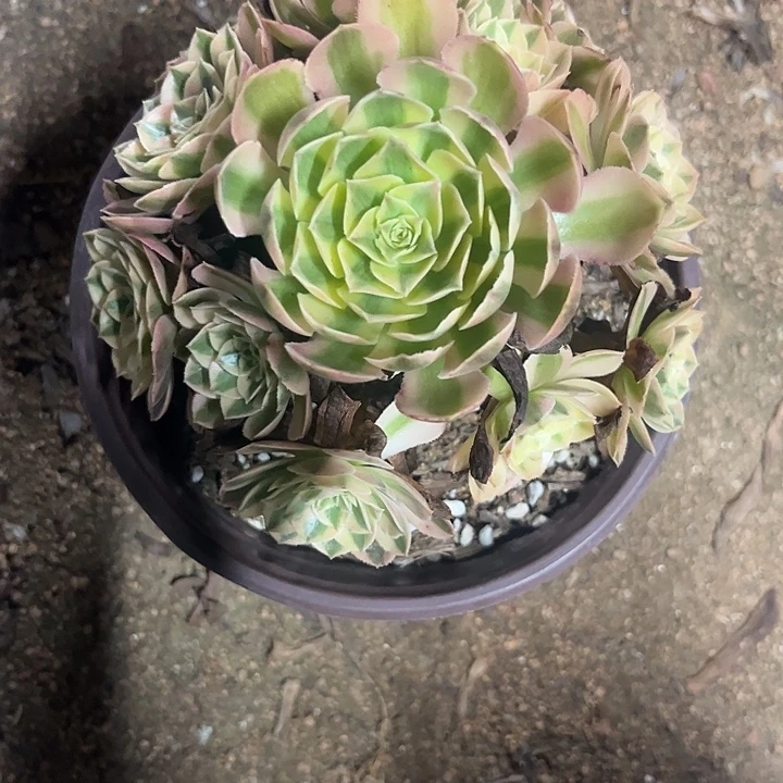 培***呀多肉植物倾城锦……