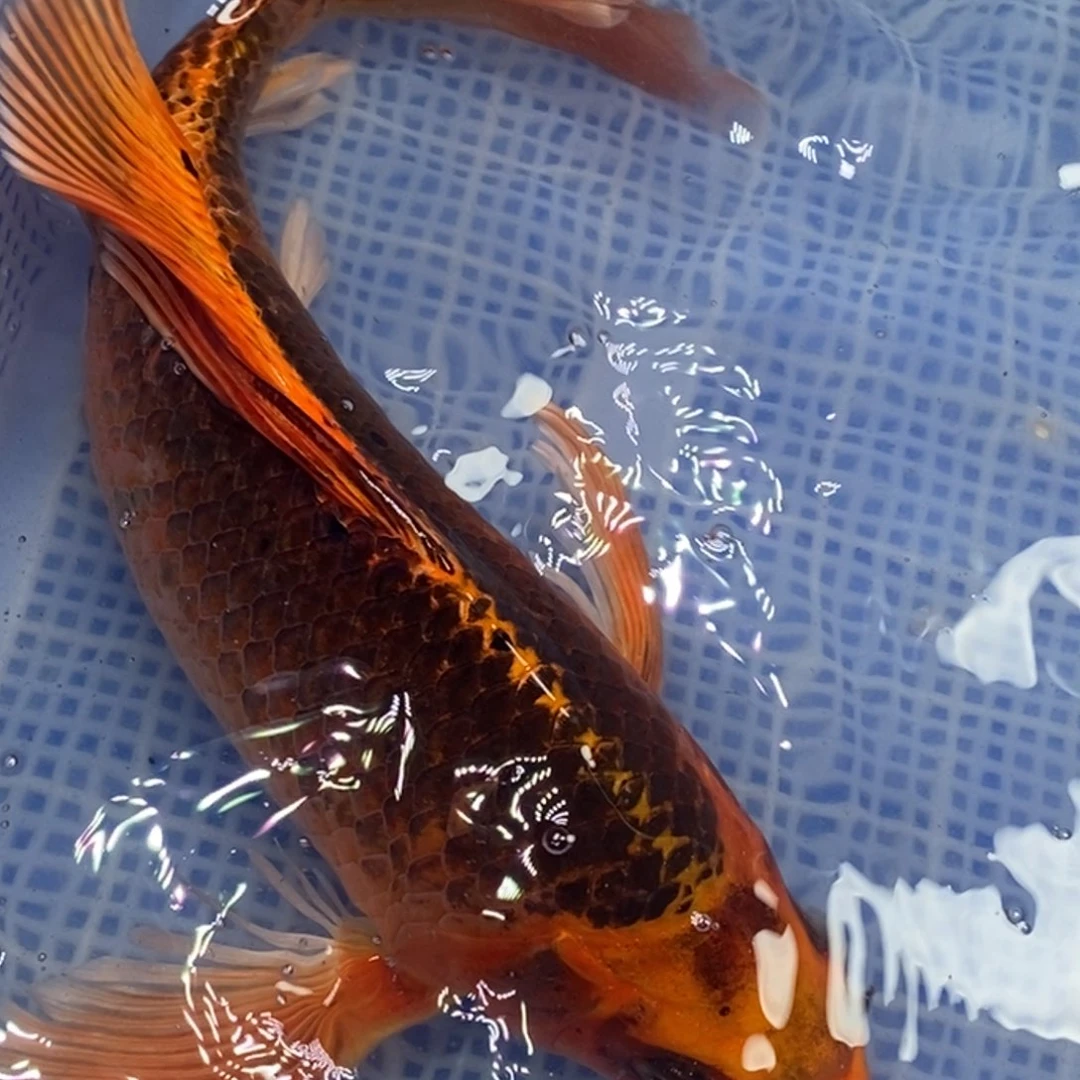 锦鲤锦鲤 开衩掉麟充血属于正常情况 介意别拍