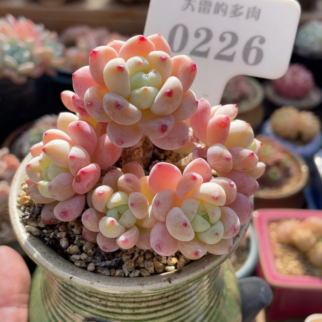 0226 罗琦 7.5厘米 不带盆