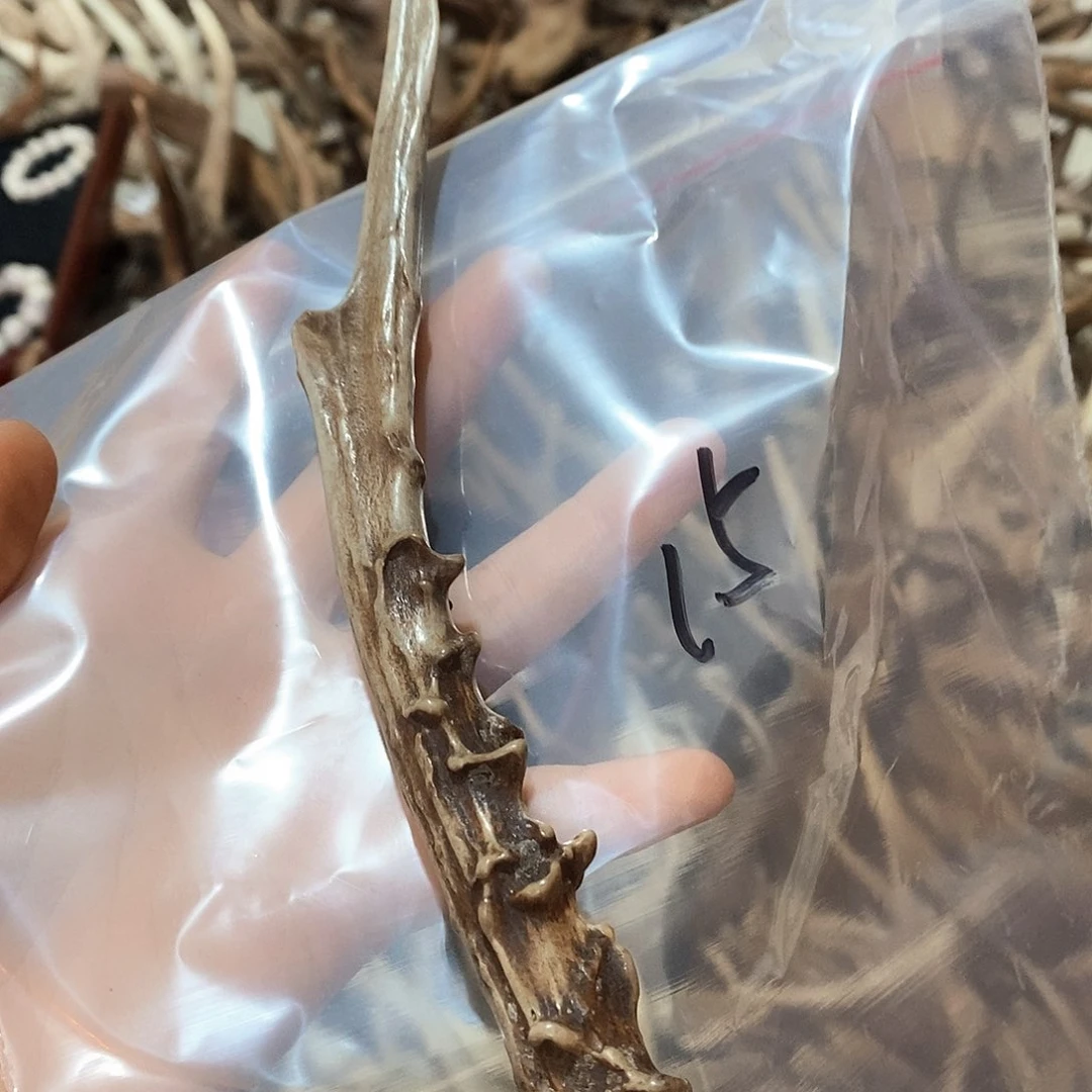 鹿角鹿角鹿角鹿角鹿