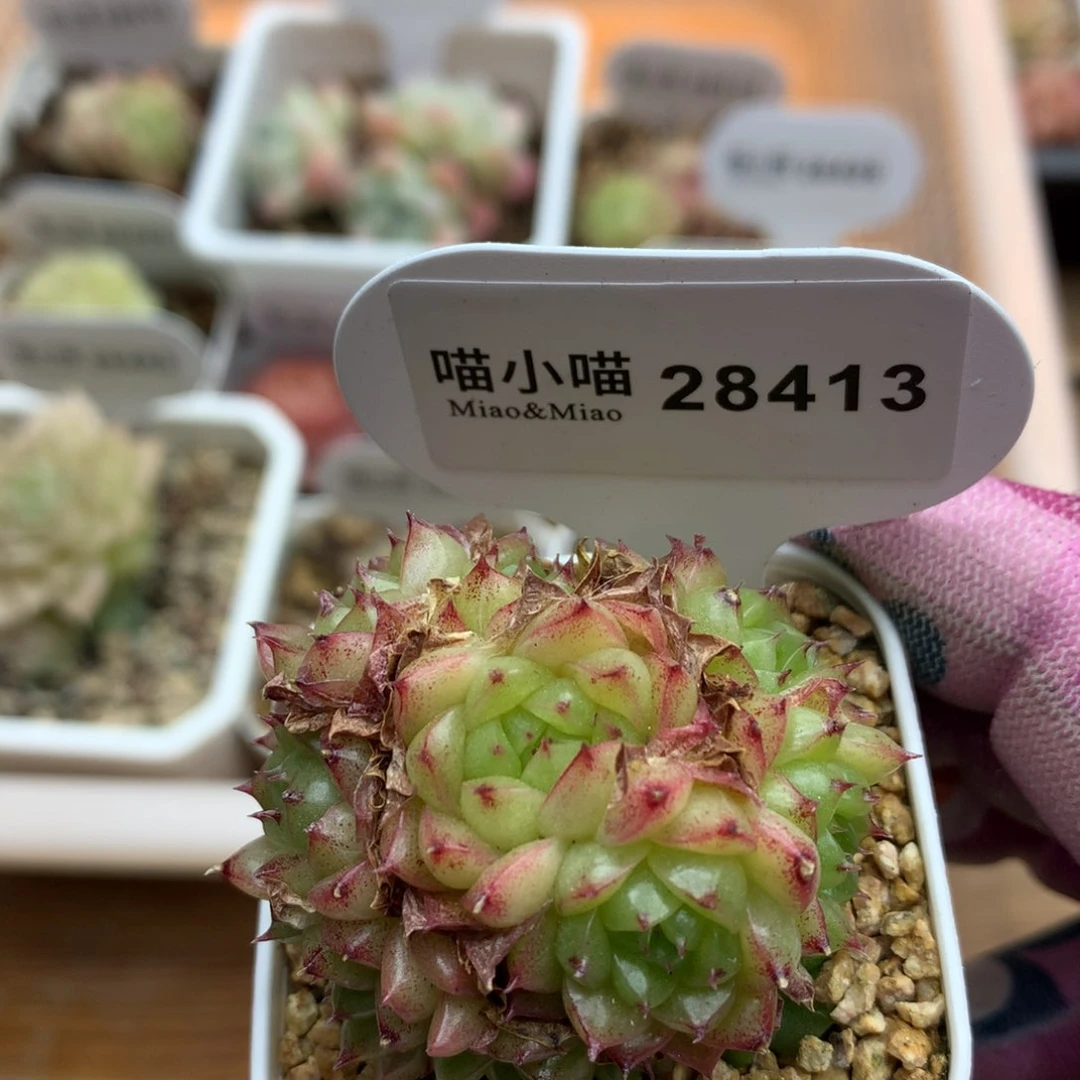 多肉植物麦秆珍妮