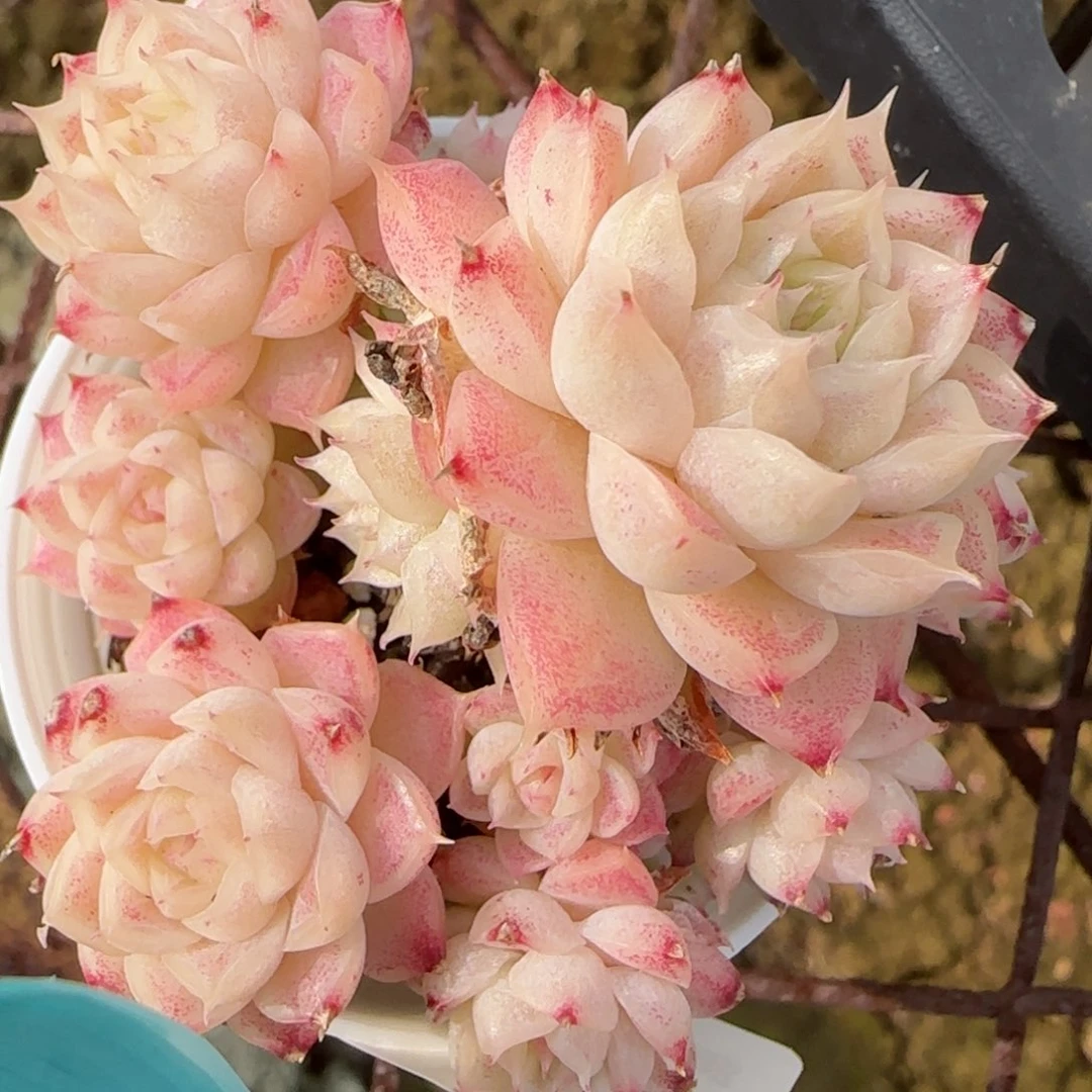 花语逸境0214-117散