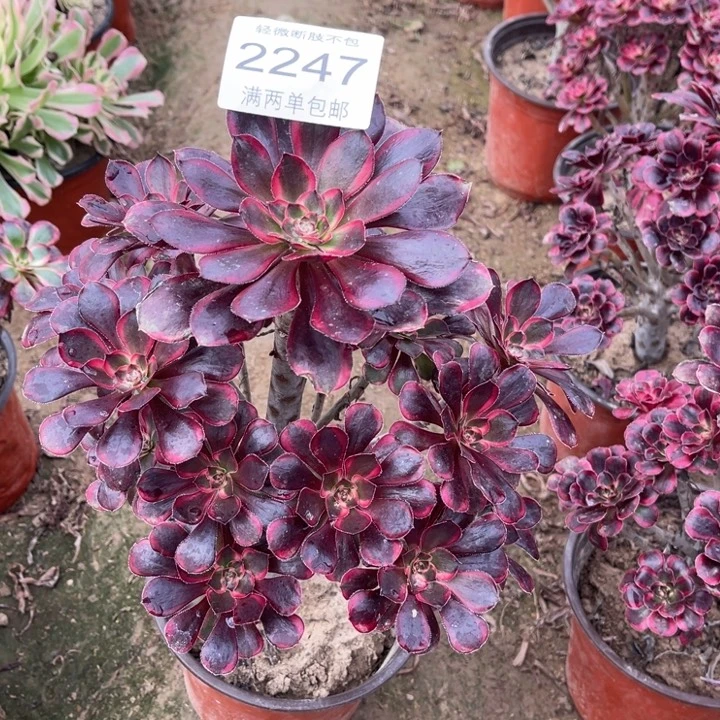 拂****2247香奈的人多肉的