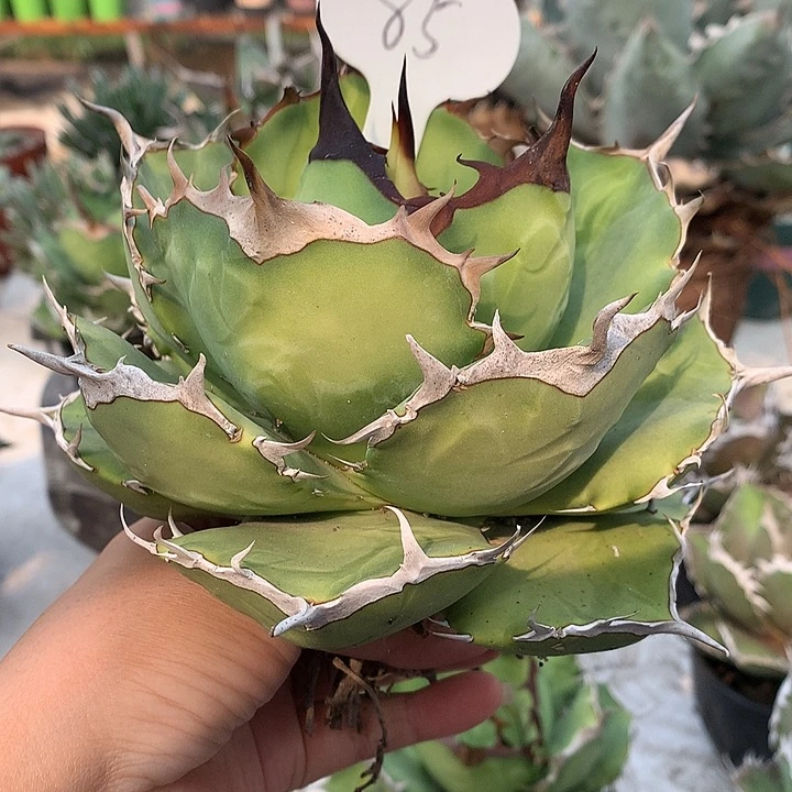 心****猛85玫瑰111111111