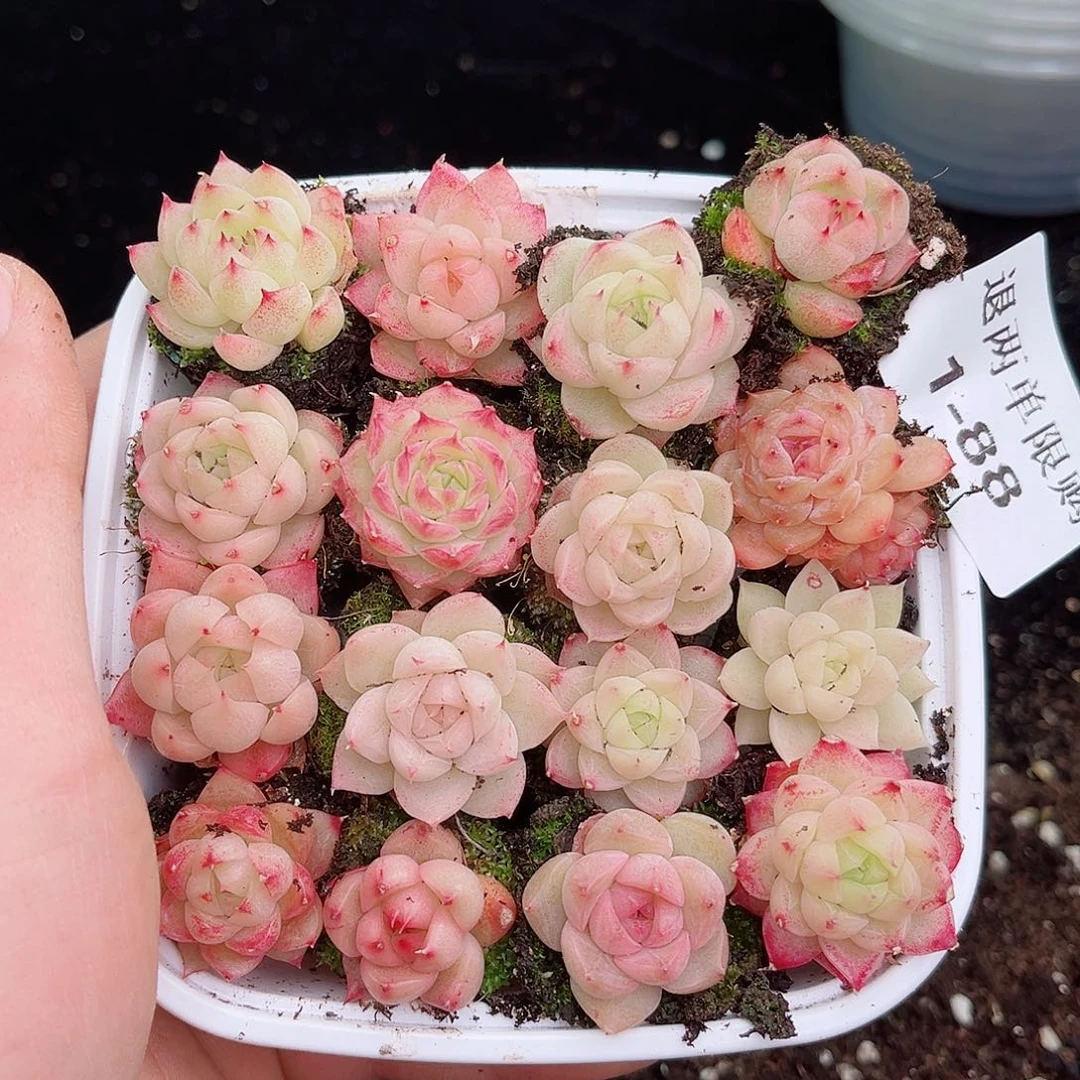 A***e1-88 新疆西藏内蒙不发12.8包邮