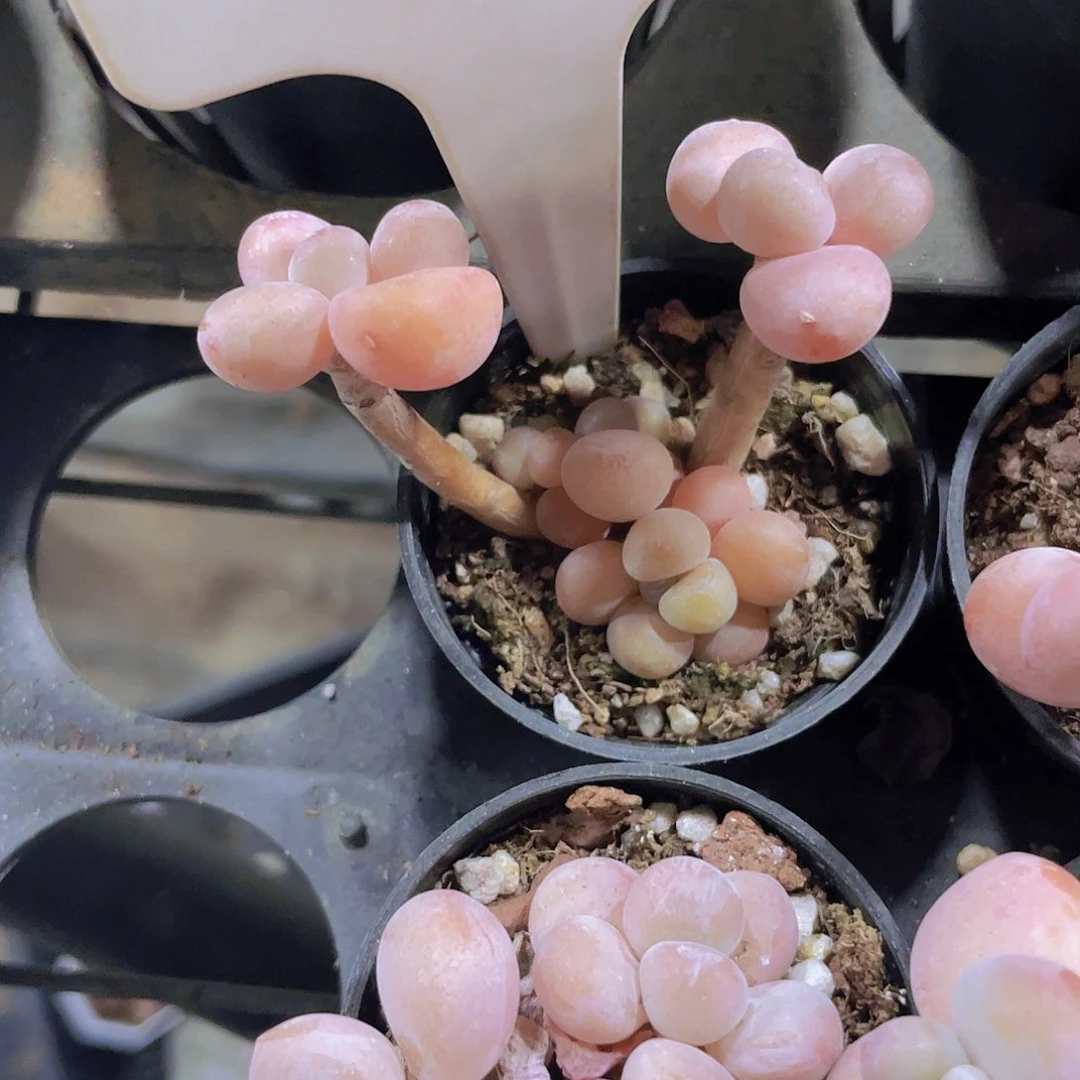 本*然红洛神a015一物一拍