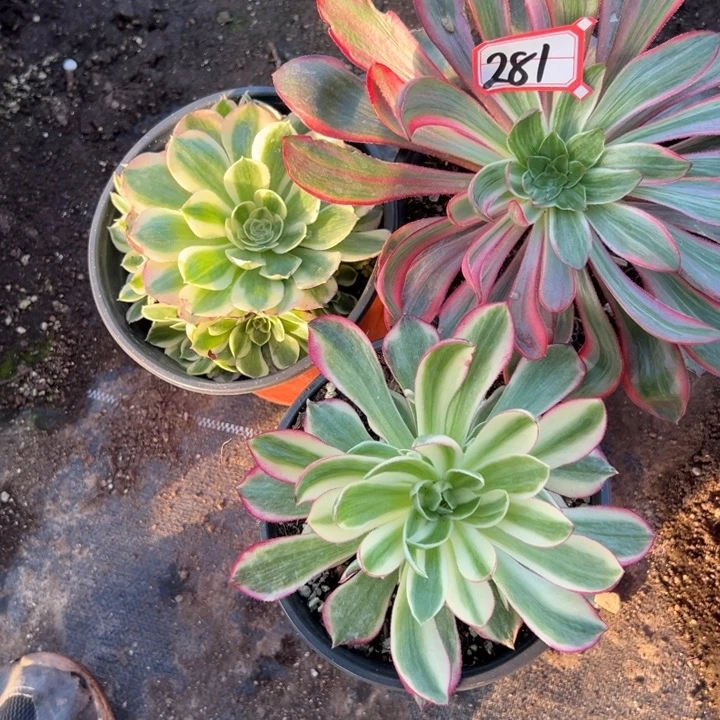 多肉植物281不售后