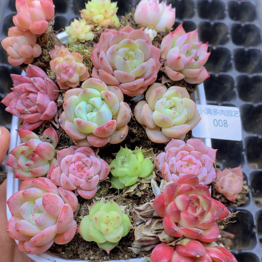 我要睡觉啦晚安了晚安008