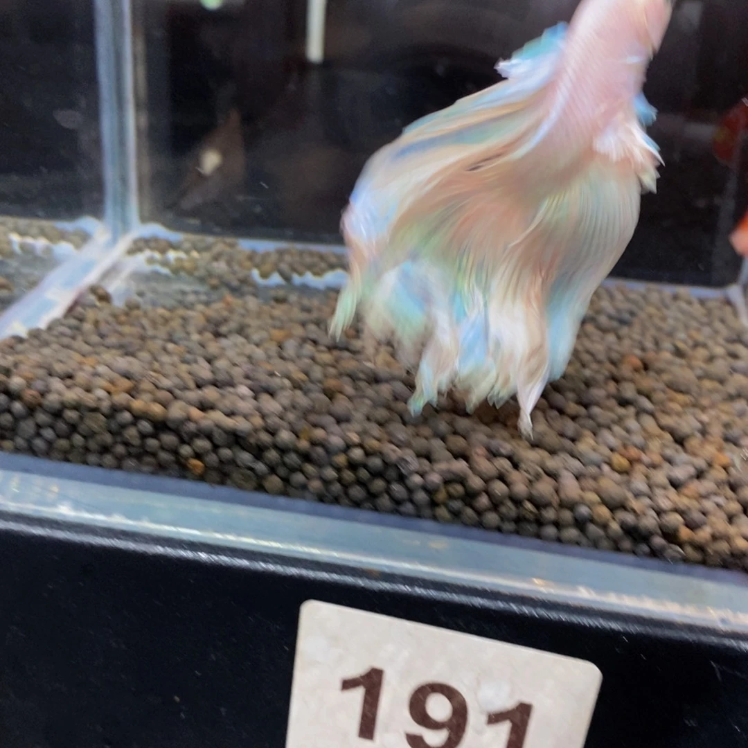 粥***福斗鱼191巨斗半月1111