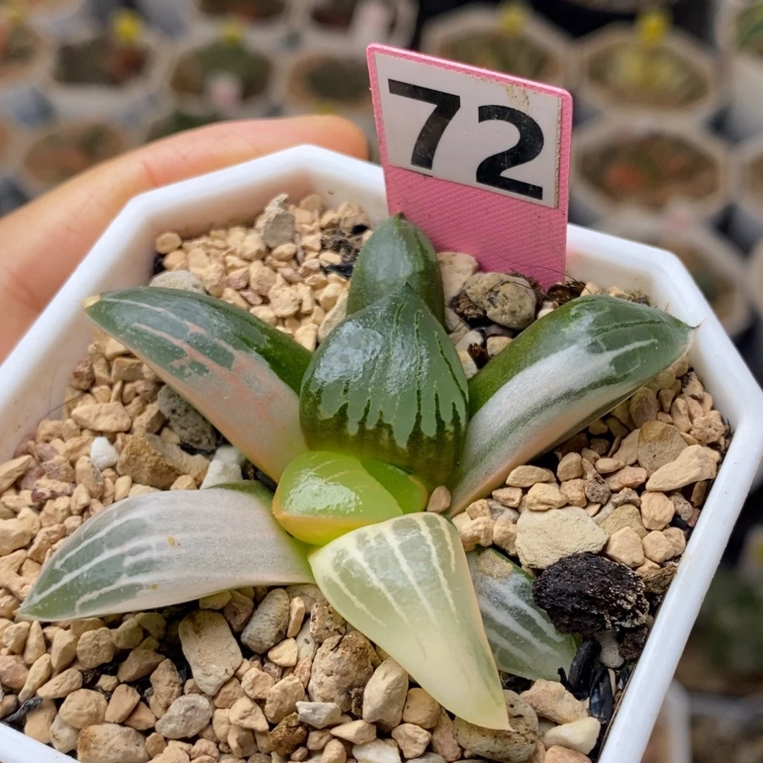 72号阿房宫锦多肉植物