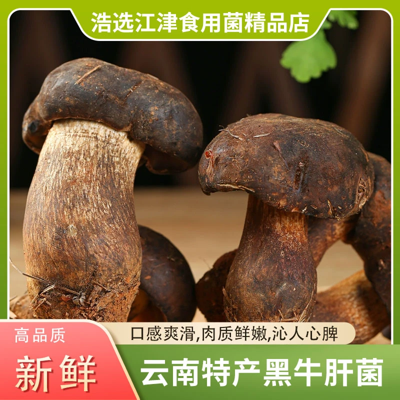 高品质鲜牛肝菌野生菌云南特产火锅炒菜煲汤食材见手青新鲜