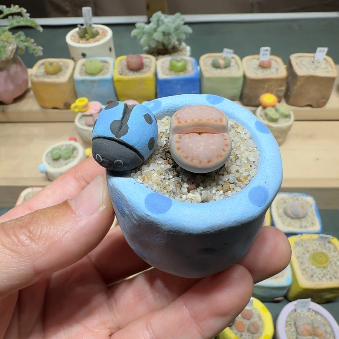 红陶请****尼蘑菇1163c216饼干