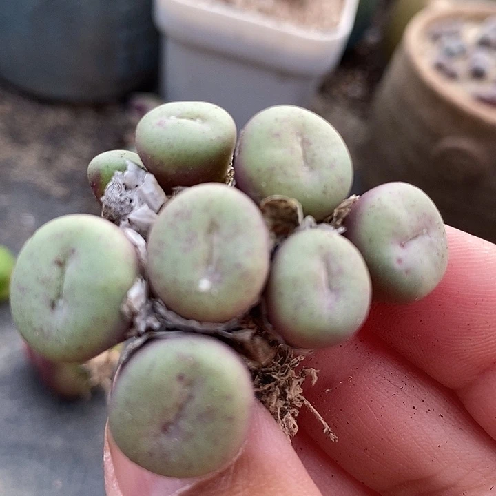 7500吕氏嘟嘟嘴群生