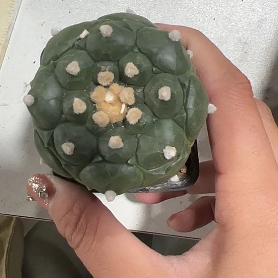 s***i实生兜4567786