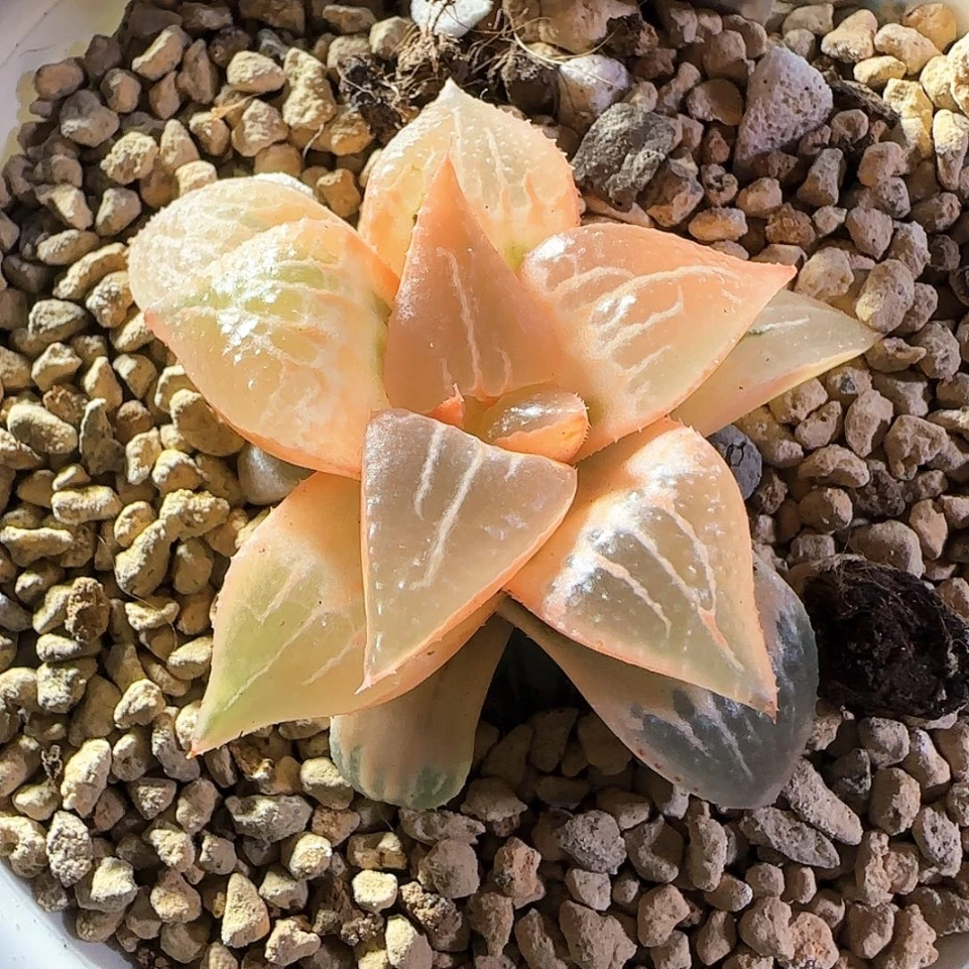 91号糊斑酒吞童子锦一物一拍带盆土