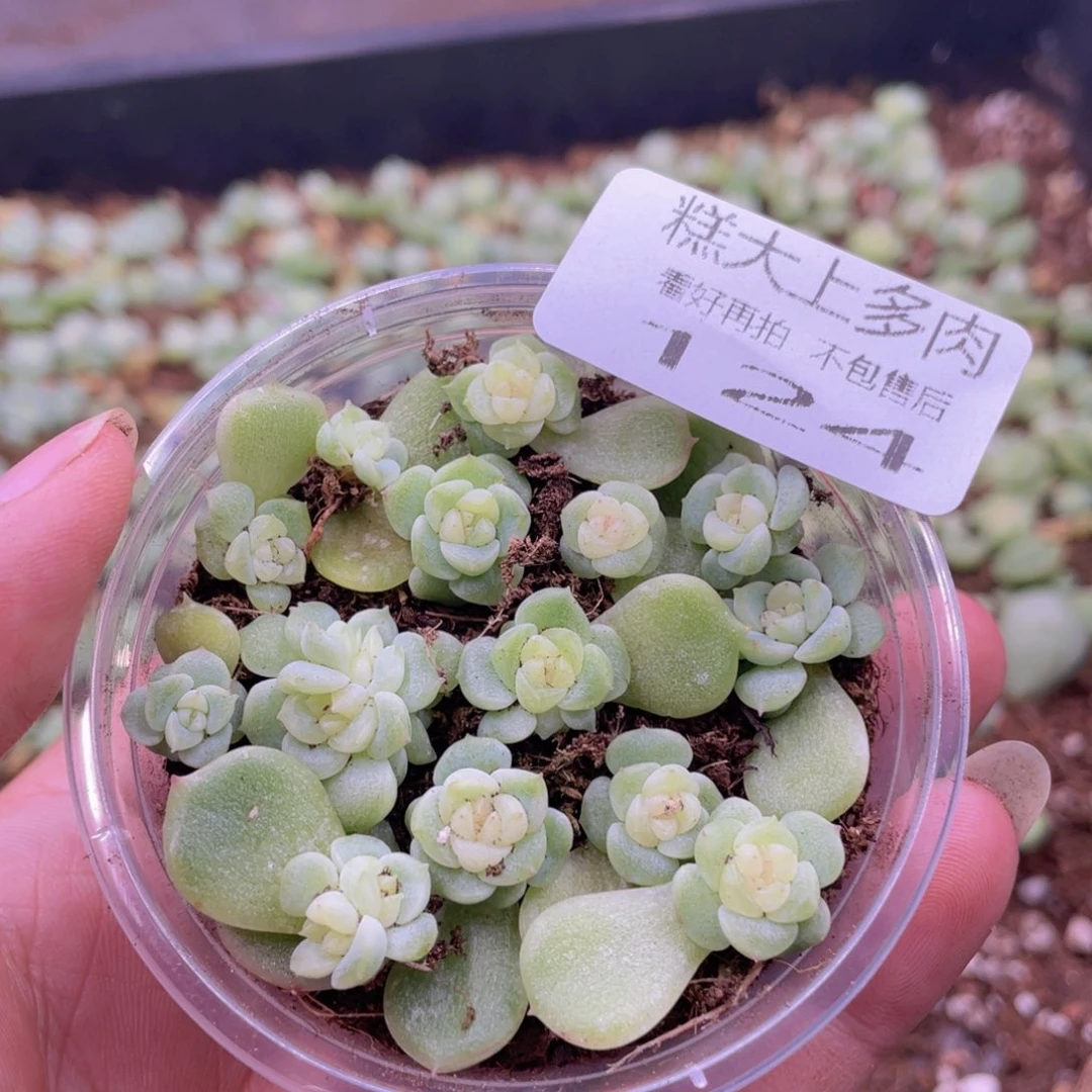 糕大上多肉植物124