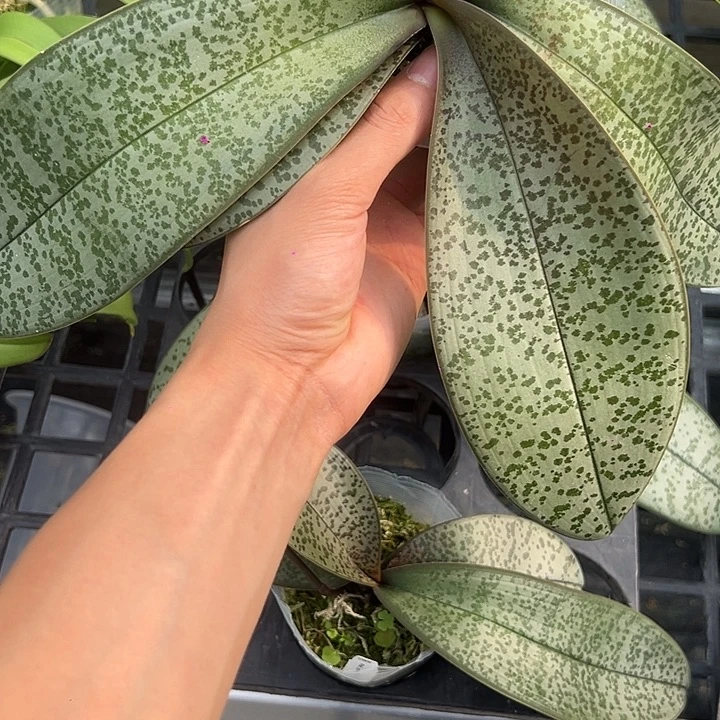 完全开放swr雪樱西雷丽