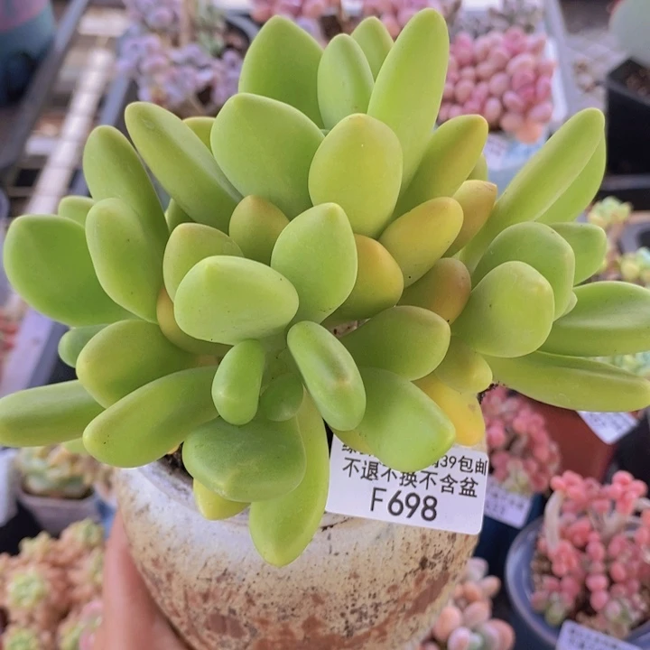 芒果奶13cm698多肉植物