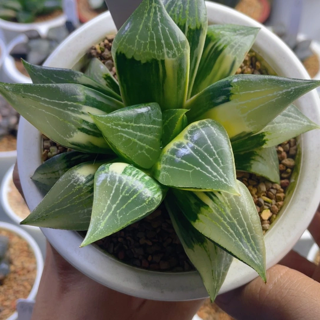 砂*非组正康平寿锦。