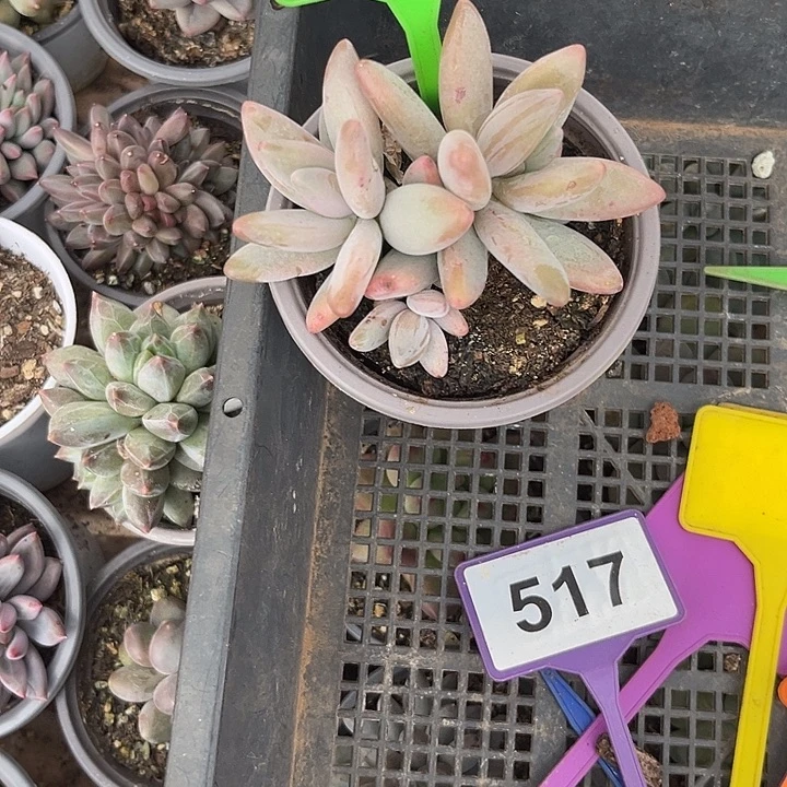 多肉植物企鹅群574