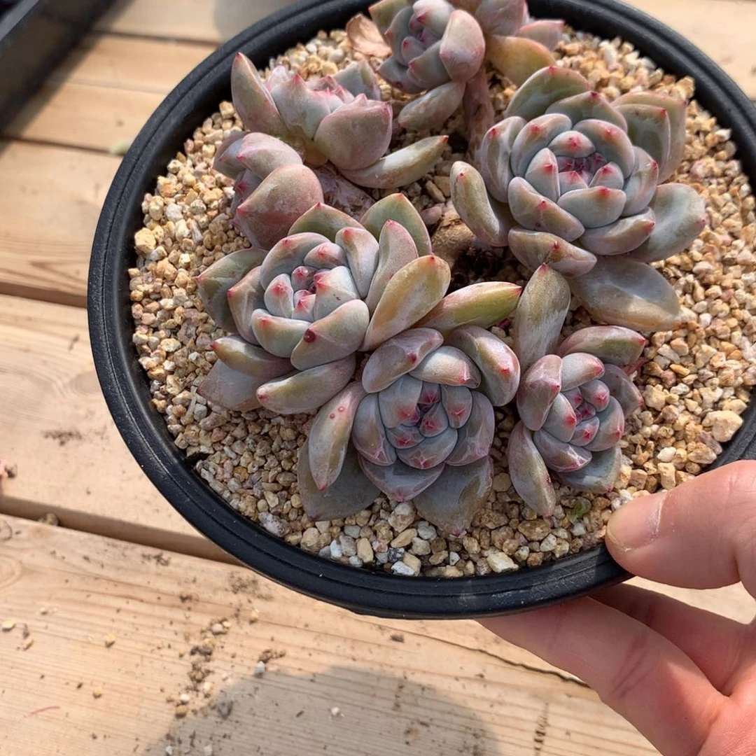 香**地香菜突尼斯发货多肉