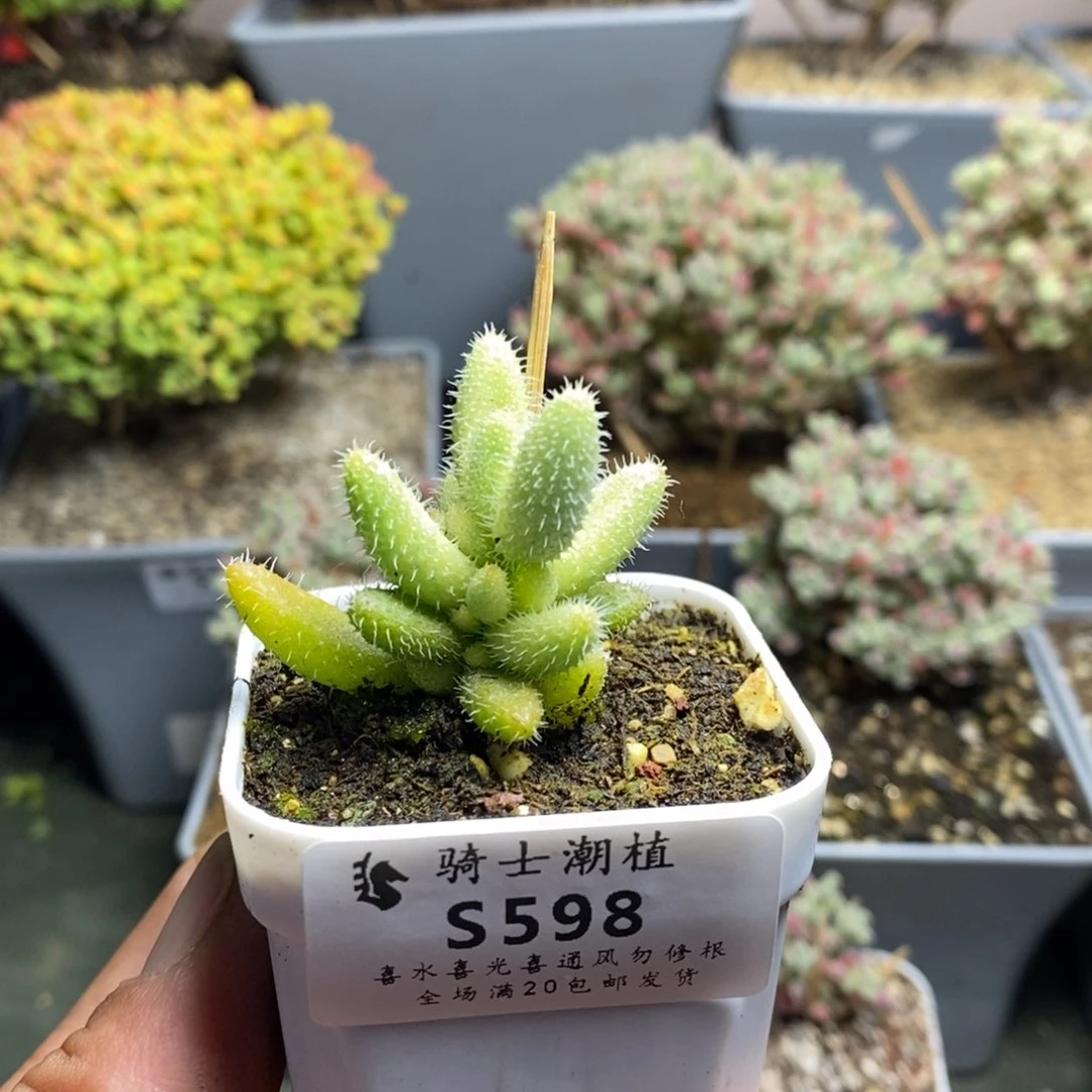 598雷童锦枝干多肉